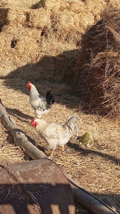 Қораздар тек аламын деген кісілер хабрлассын