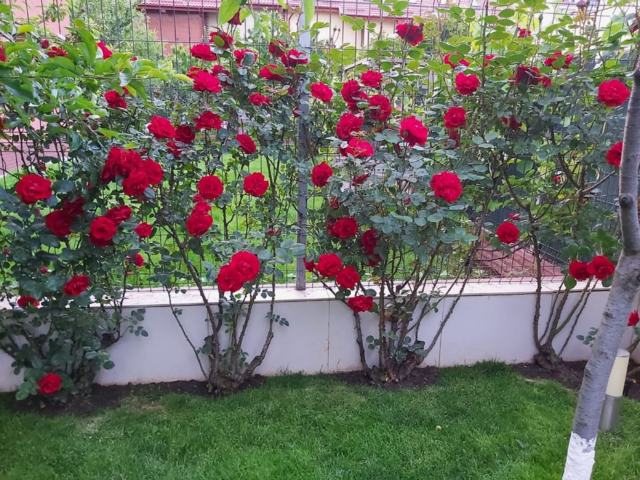 Gazon   Rulou   Natural   Sisteme  irigatii