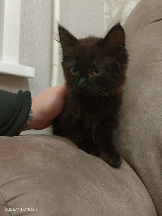 Отдам котенка - девочку