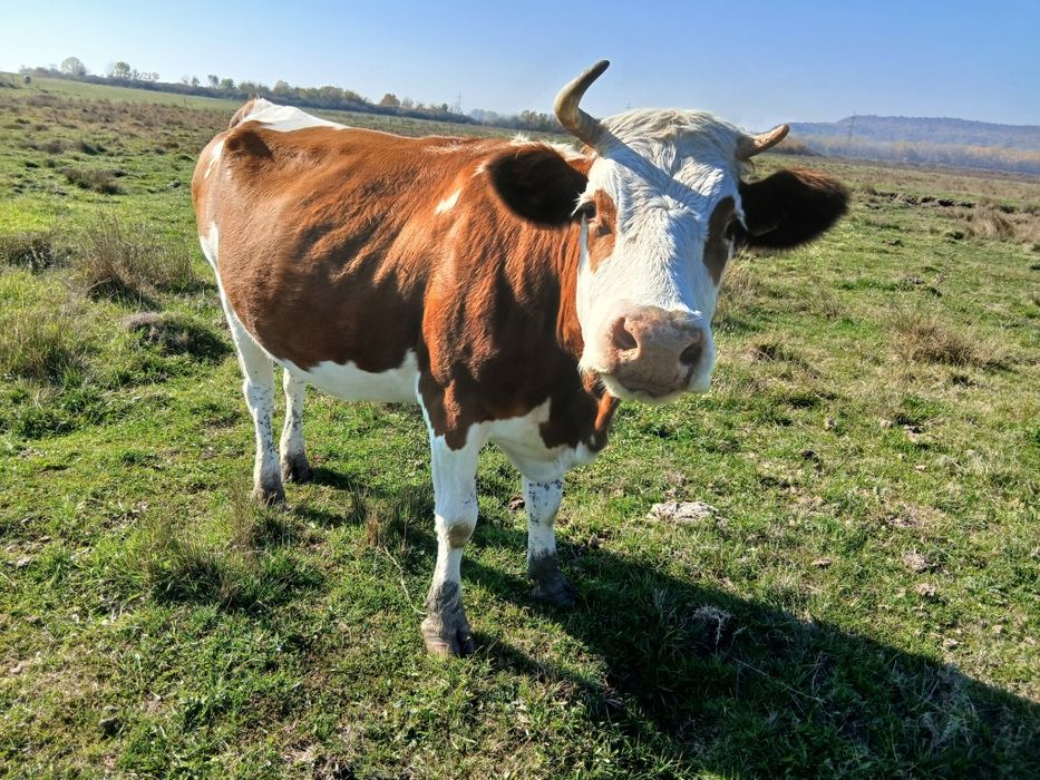 Vând bălțată românească gestantă in 8 luni