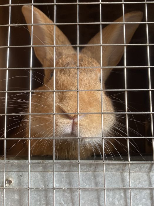 кролик, поррды ( бургундец )