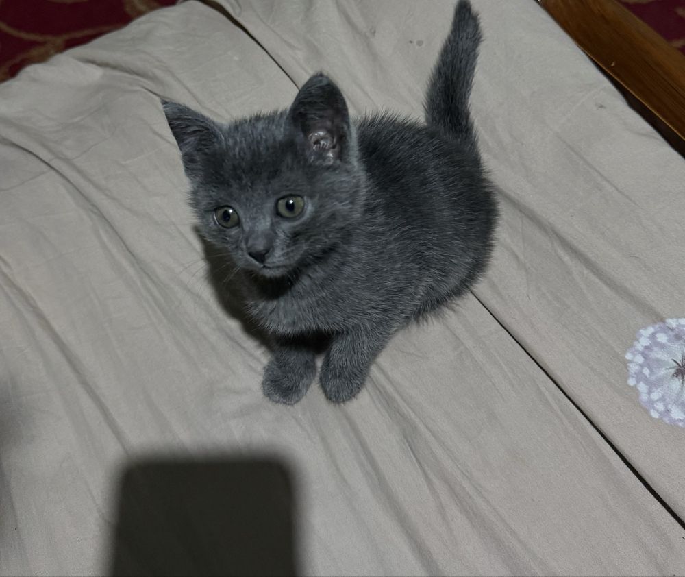 котятам 2 месяца кушают самостоятельно