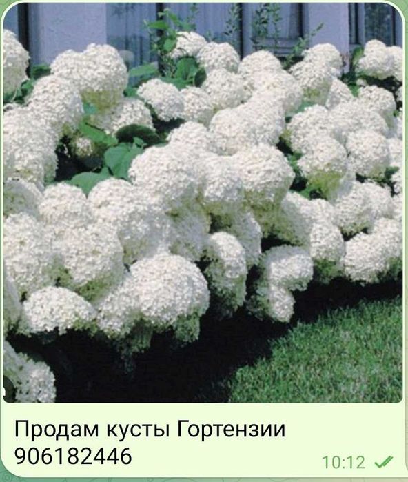 Растишки пересадка только осенью.