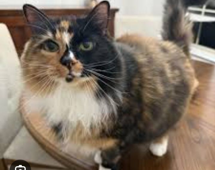 Zotli juddayam aqilli mushuk sotiladi