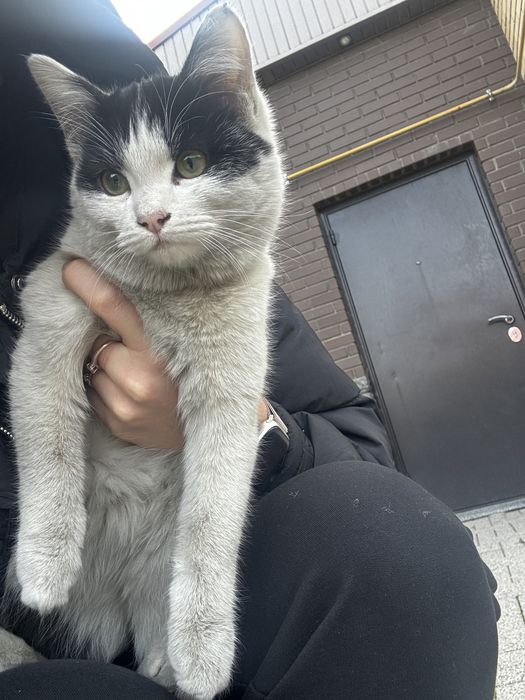 Отдам котенка подростка даром