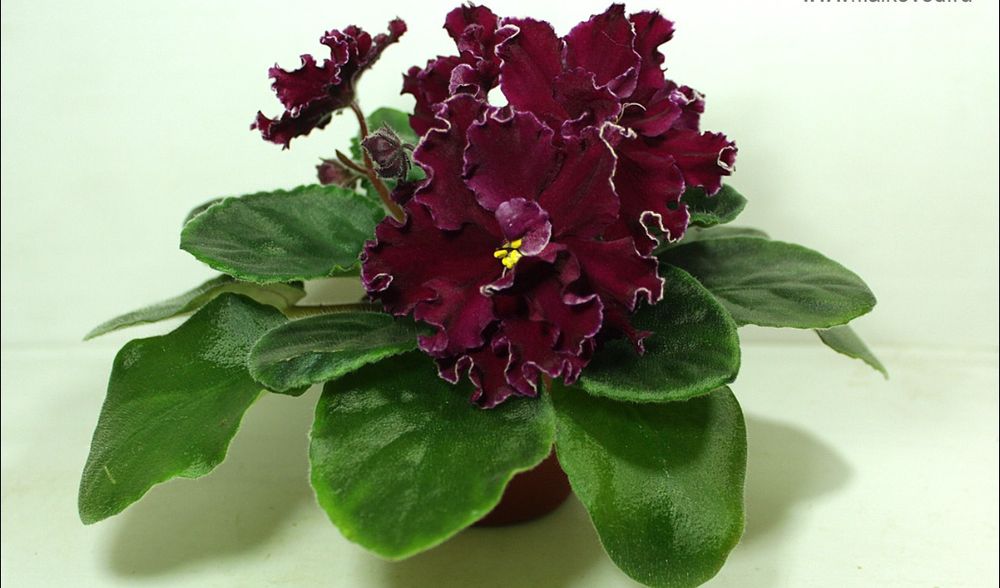 Фиалки. Набор листов