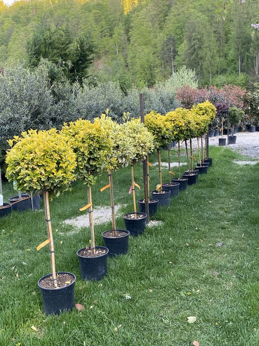 Vindem plante cu transport si plantat