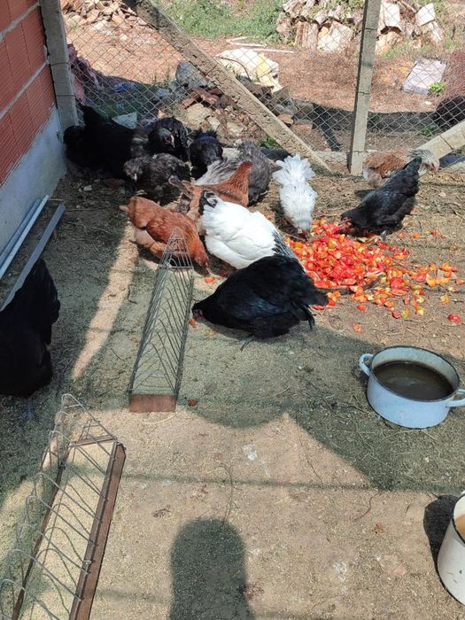 Америкуана кокошки