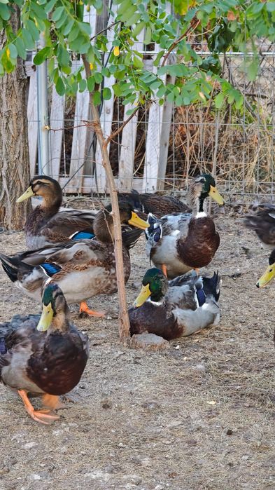 Rățoi Rouen rasă pură