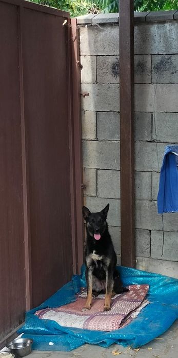 Молодая собака по кличке Чупа ищет дом.