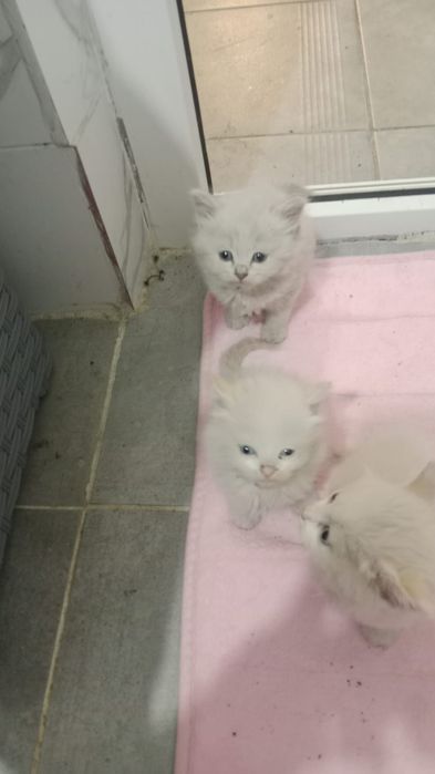 Щенятки и котятки ждут любящих хозяев