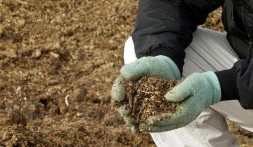 Перепелинный помет