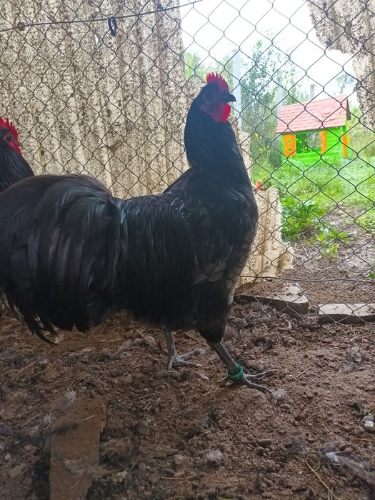Cocoș australorp albastru