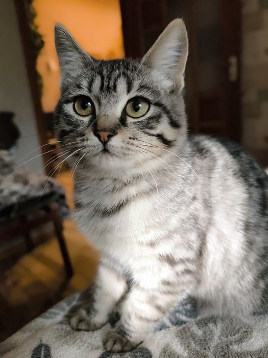 Котенок в добрые руки