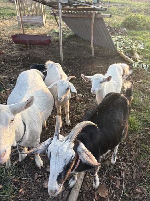 Iade de vanzare 400 bucata primu venit primu servit