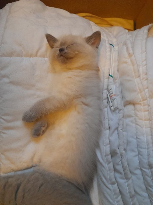 Pui British Shorthair