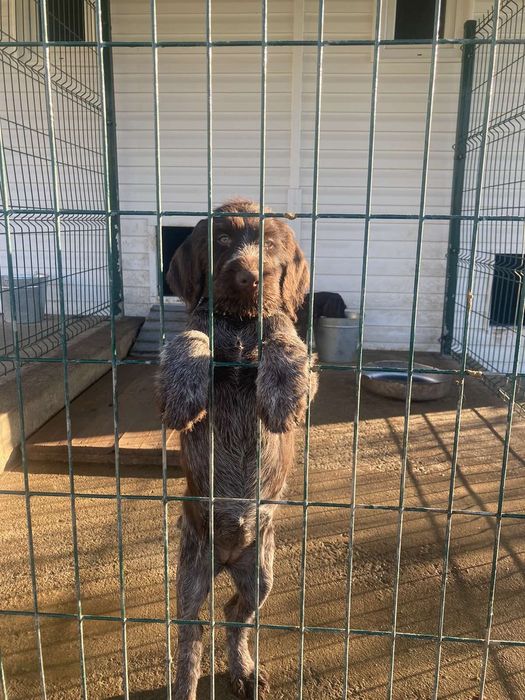 Ловни птичари Дратхаар