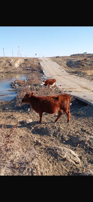 Кашар, тайкашар.