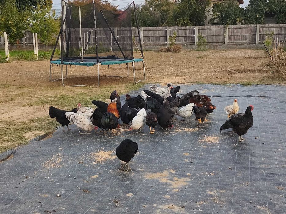 Cocoși  și puicuțe austrolop de vânzare