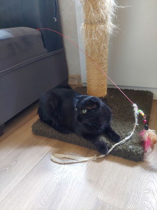 Кошка кастрированная скоттиш фолд