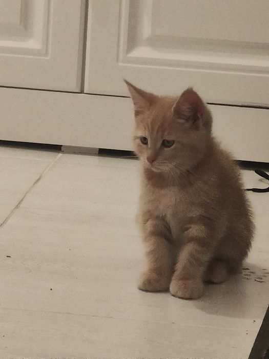 Продам котенка Мейн кун