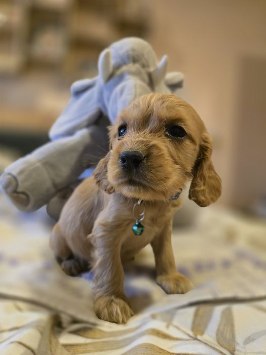 Кокер шпаньол кученца