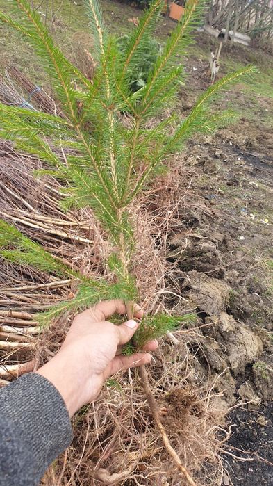Brad pin Salcam plop mesteacăn pin molid brad salci.