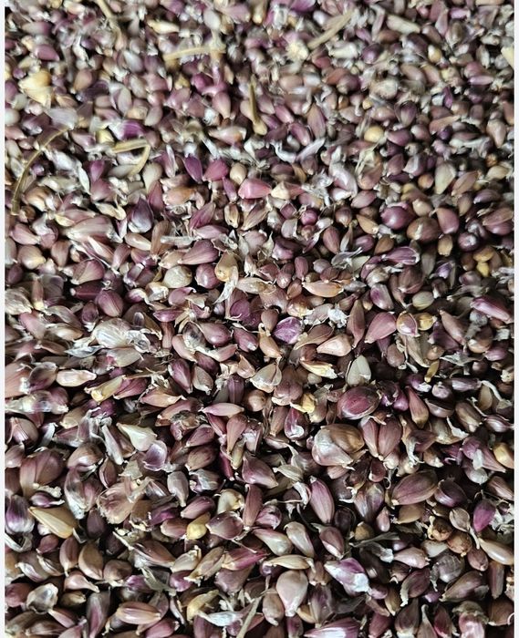 Usturoi Baib și Usturoi normal de Copalau