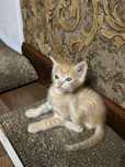 Garfield mushuk strayt