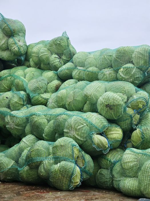 Oferim spre vânzare cartofi albi Cartof roșu, Mere ,pere ,varza Țelină