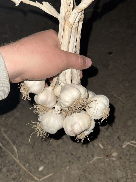 Vad usturoi romanesc