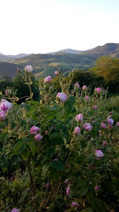 Разсад маслодайна роза