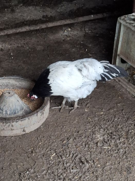 Vând familie găini Lakenvelder