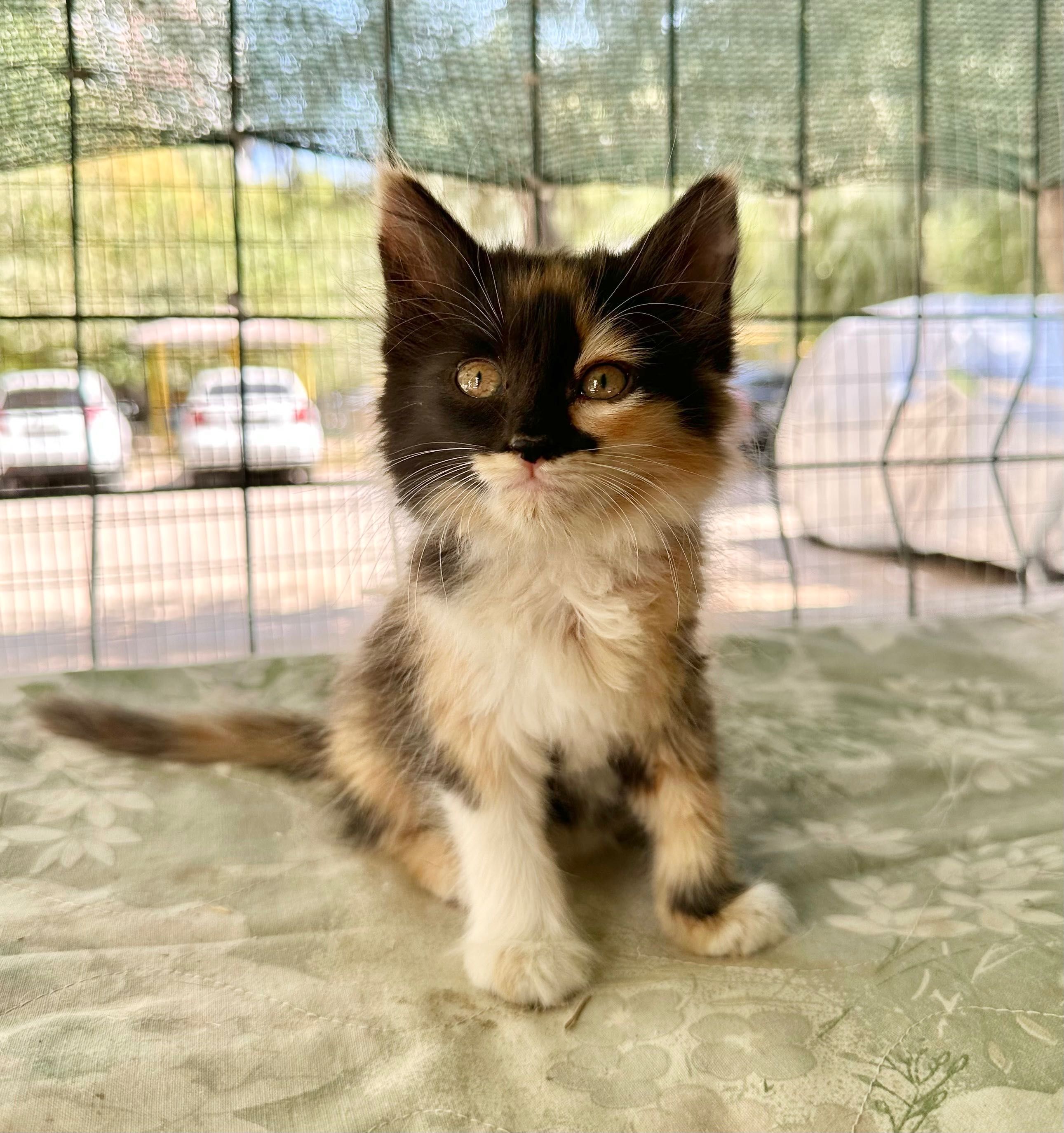 Котята в добрые и ответственные руки