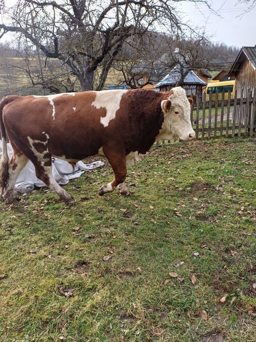 Taur bălțată românească cu certificat de origine