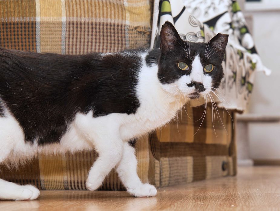 Charlie motan cuminte cu FIV adoptie