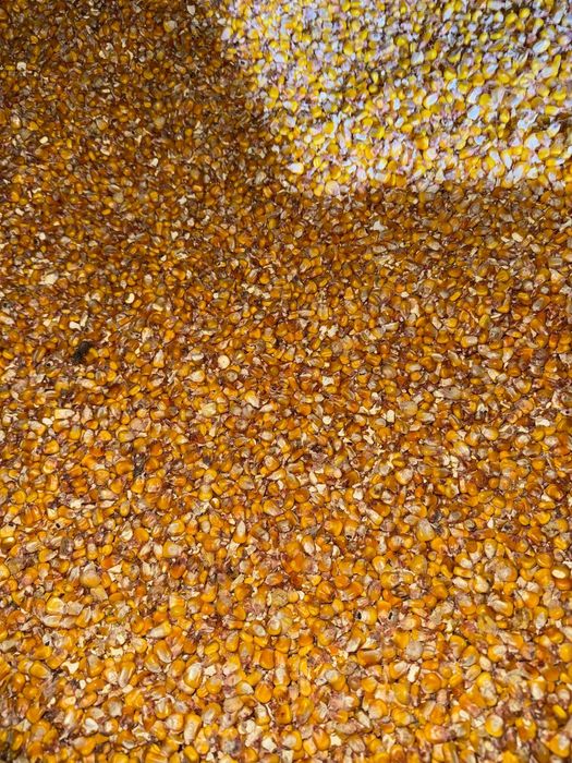 Vând porumb boabe 2025!!!