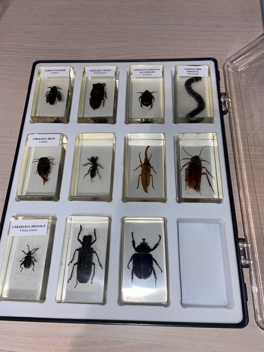 Colectie de insecte