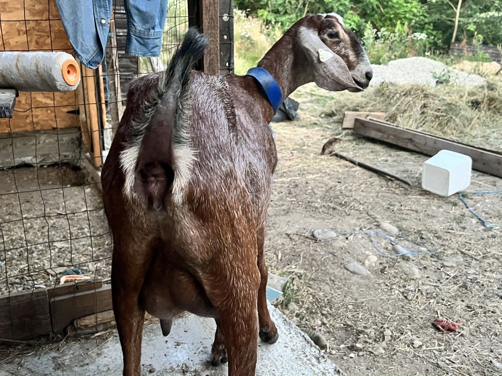 Capra anglonubian rasa pura