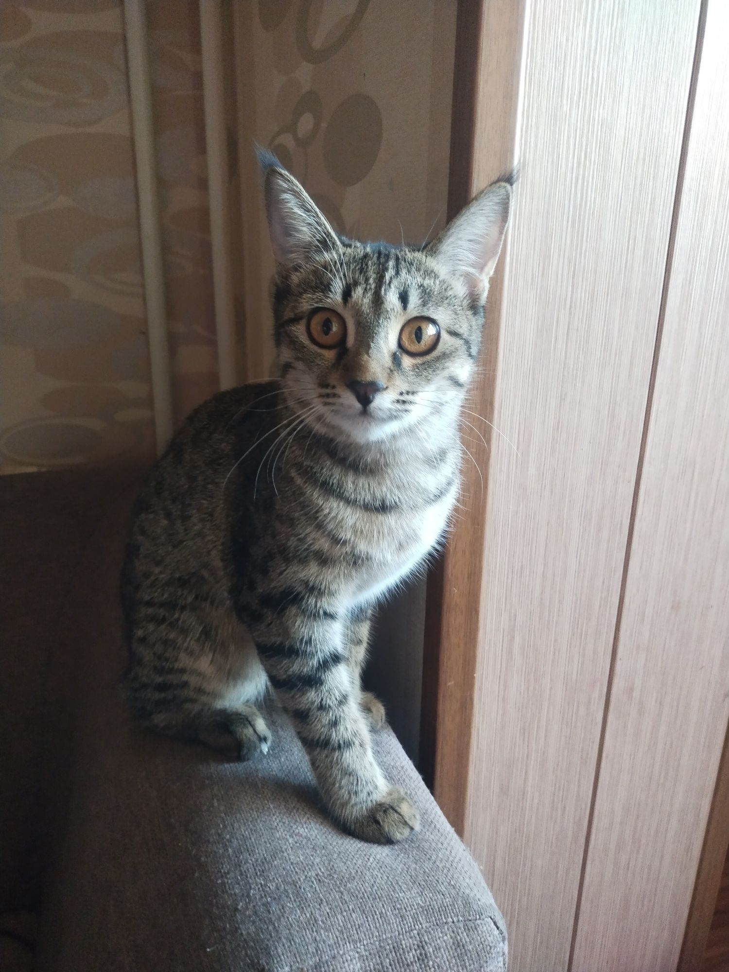 Отдам даром кошку