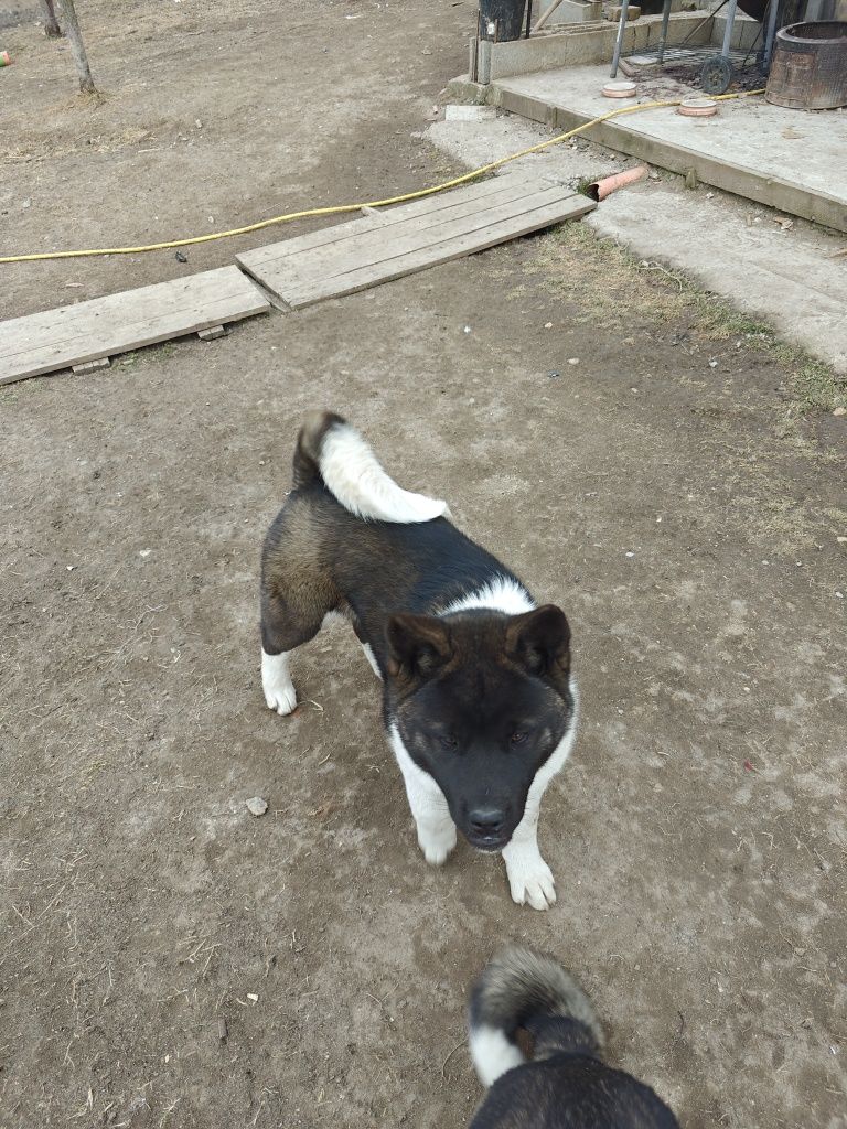 Cățelusa Akita american