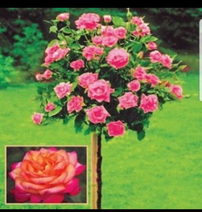 Tarandafiri de tip pom , si trio multe culori