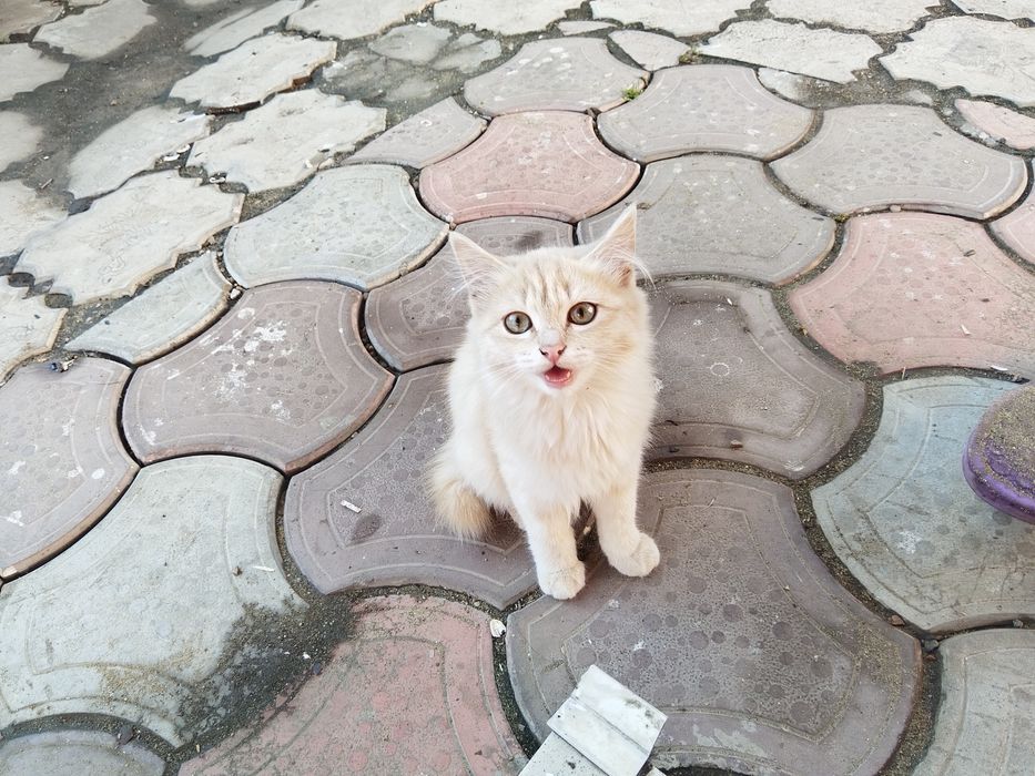 Отдам в добрые руки