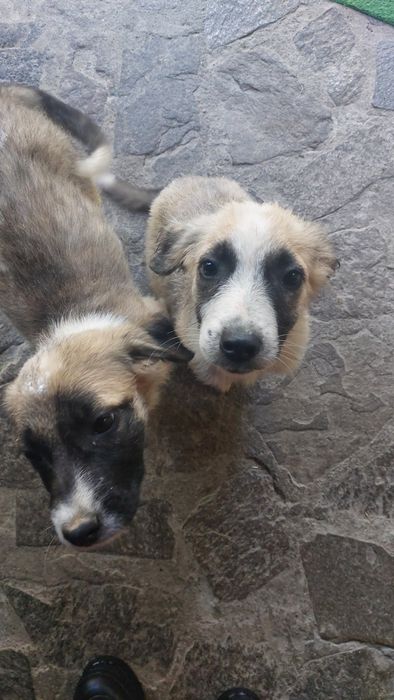 Catei pentru adoptie