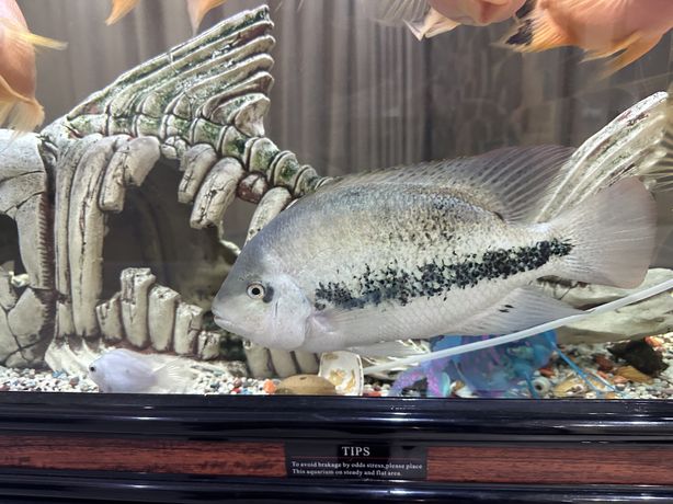 Рыбка 15 см продам или обменяю