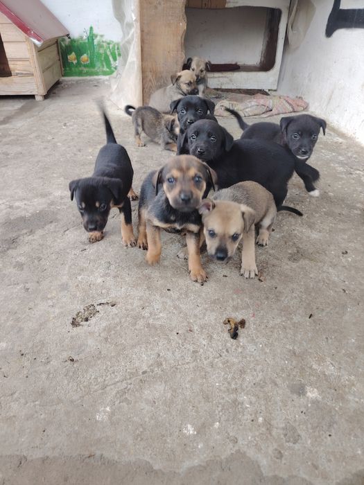 Adopție căței talie mica