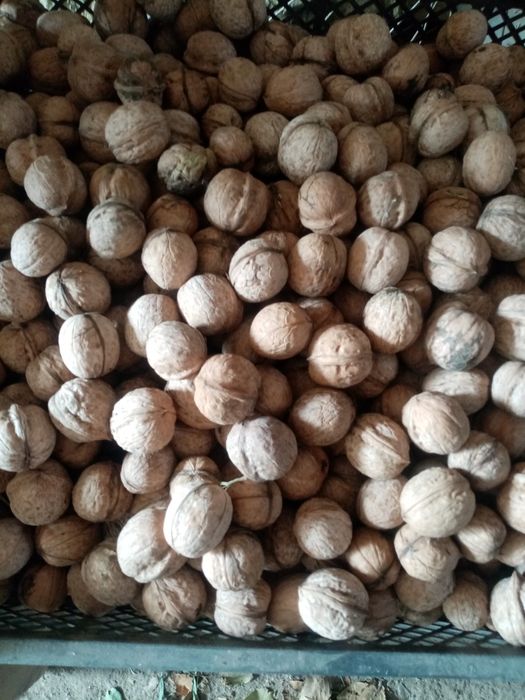 Орехи грецкие продаю