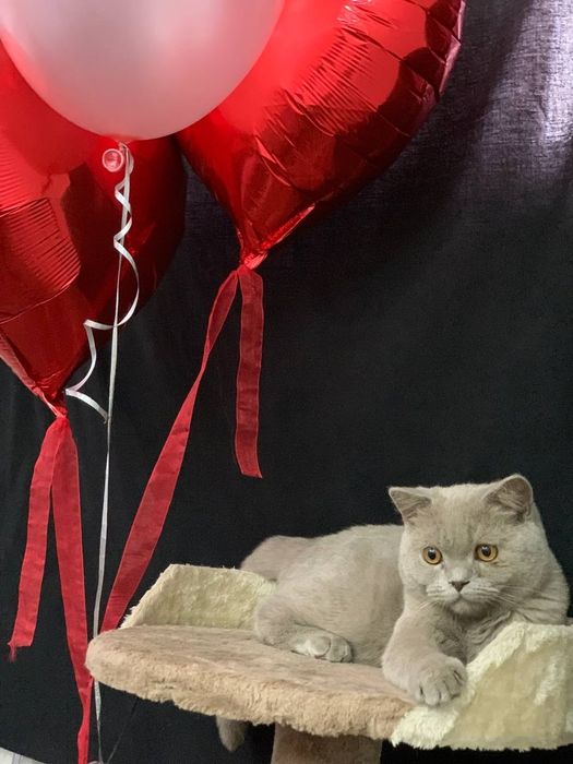 Лиловый мальчик страйт