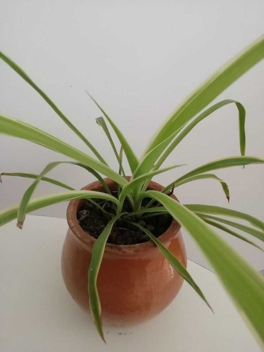 Хлорофитум, каланхое , эурфорбия и др растения для дома и сада