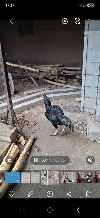 Xoroz makiyon, xoroz ishonchli oynasa xam buladi makkisi tuxumda